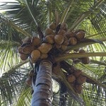 coconut-by-koshyk