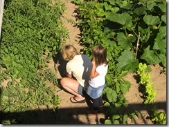 harvesting