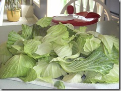 kraut