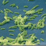 bacteria
