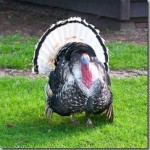 turkey
