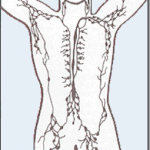 Lymphatic_system