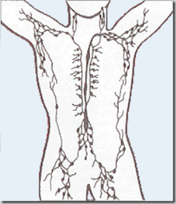 Lymphatic_system