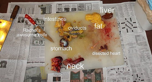 Feeding organ meats