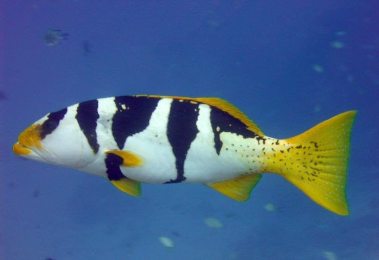 A Footballer Cod (Plectropomus laevis). Wheeler Reef, Great Barrier Reef
