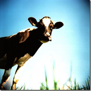 cow in grass