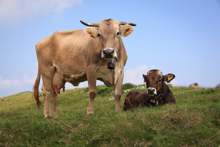 are meat eaters ruining the earth