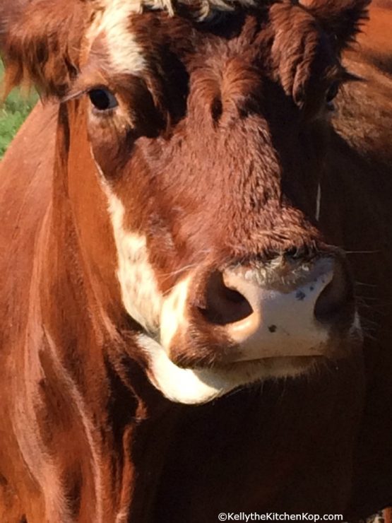 cow close up