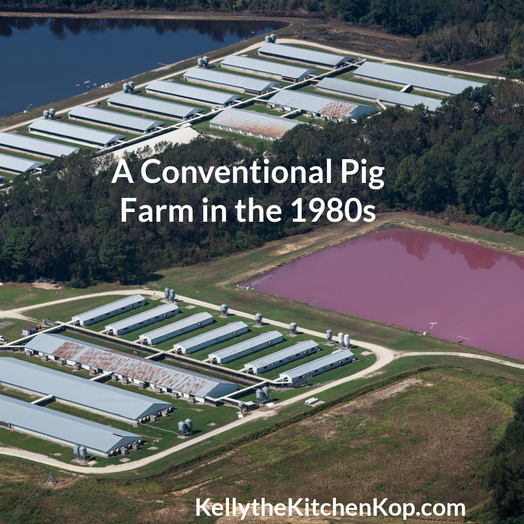 Pig Farm in the 1980s