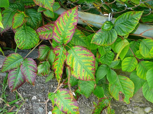 Treating Poison Ivy Naturally