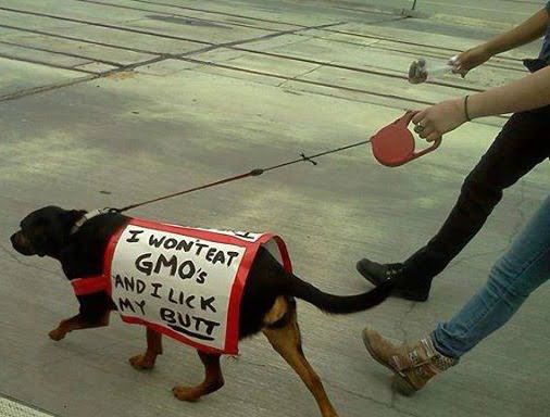 GMO dog