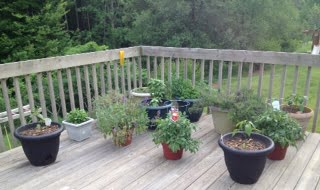 deck plants