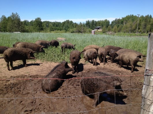 feral pigs in PEN