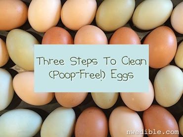 poop-free-eggs