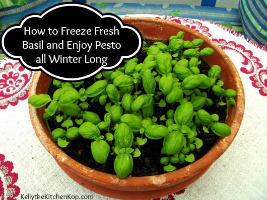 How to Freeze Fresh Basil potted