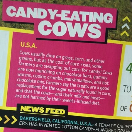 candy cows