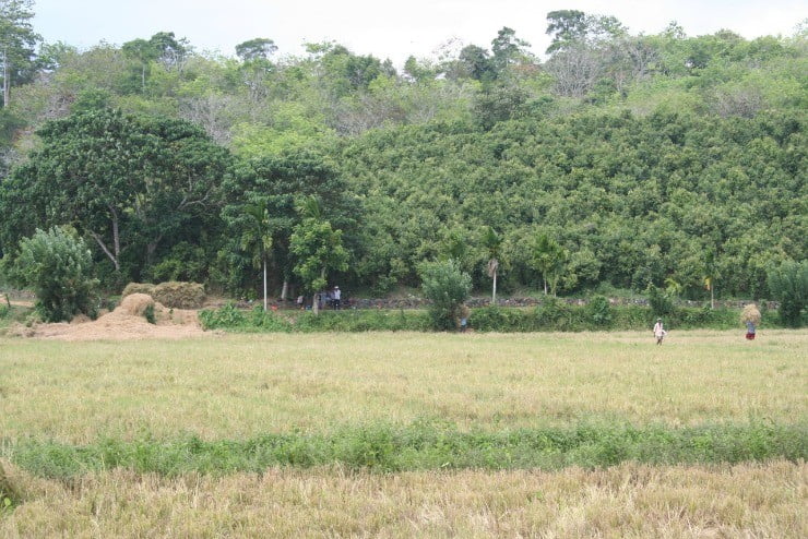 Harvesting the rice 1 Mar 2015