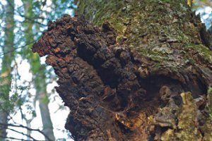 Health benefits of Chaga mushroom tea