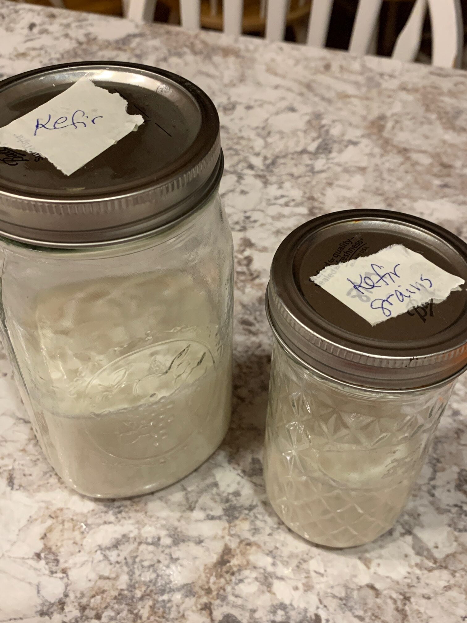 Where To Get Kefir Grains - Kelly The Kitchen Kop