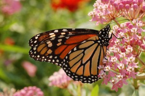 monarch-butterfly-milkweed-1