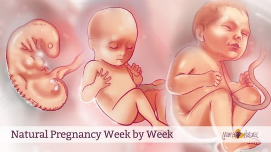 Natural-Pregnancy-Week-By-Week-by-Mama-Natural-768x432