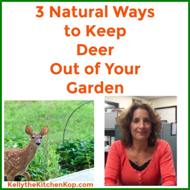 3 Natural Ways To Keep Deer Out Of Your Garden Kelly The Kitchen Kop 3-natural-ways-to-keep-deer-out-of-your-garden-kelly-the-kitchen-kop
