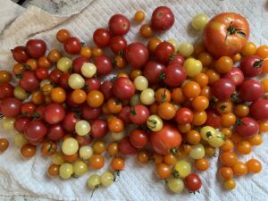 How to Preserve Tomatoes without Canning