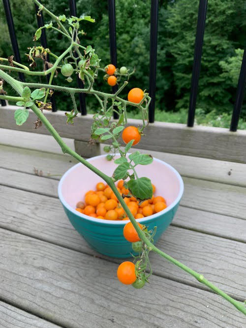 How to Preserve Tomatoes without Canning